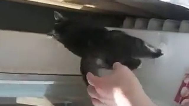 Играется и ловит добычу