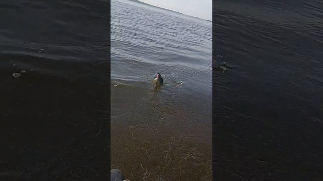 дети ловят судака