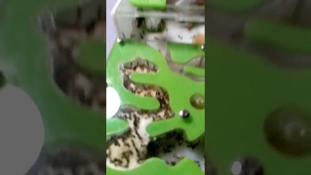 Муравьи и паут