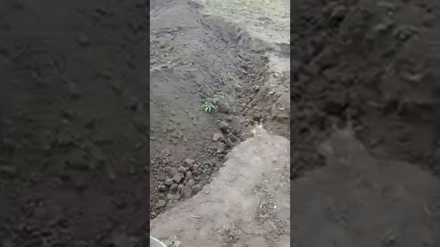Поймал зверька на огороде