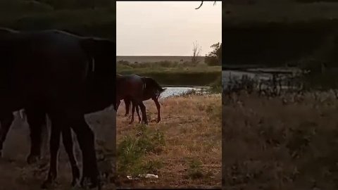 Ер канаты ат