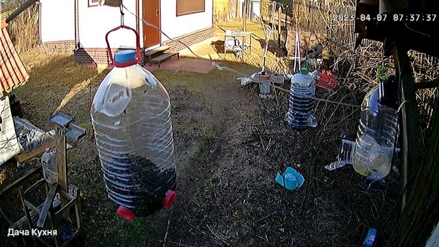 Снегири не смогли поесть из синичьих кормушек