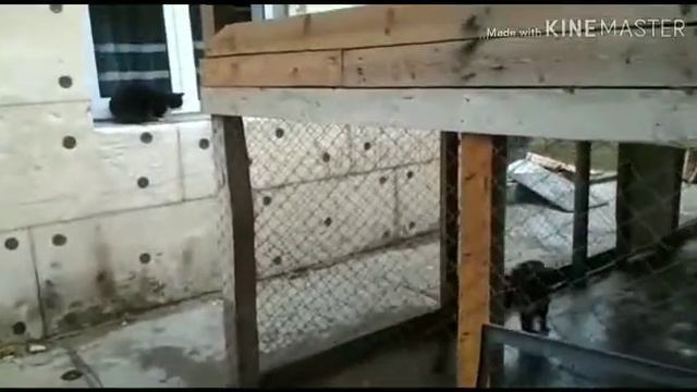 котэ издевается над питбулями