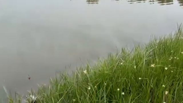 Алексей Белкин поймал карпа