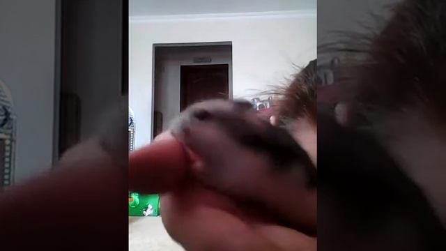 мои новые бурундуки  белый  и  серый