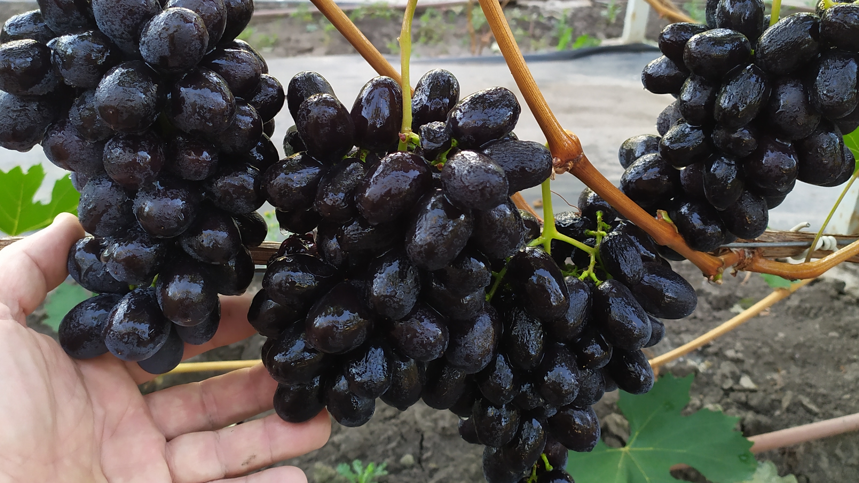 КУМИР - тёмный , урожайный и очень вкусный виноград !!!