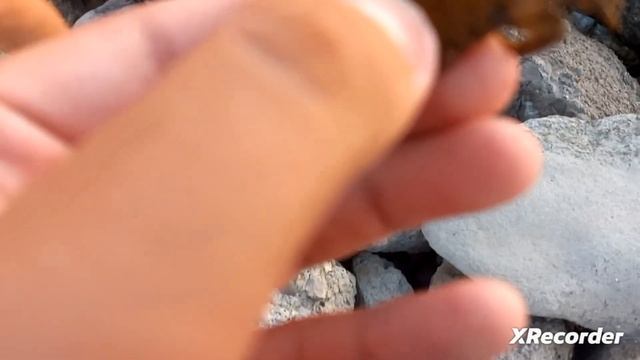 блог 21/приехал в анапу/ловлю крабов/ поймал мраморного краба
