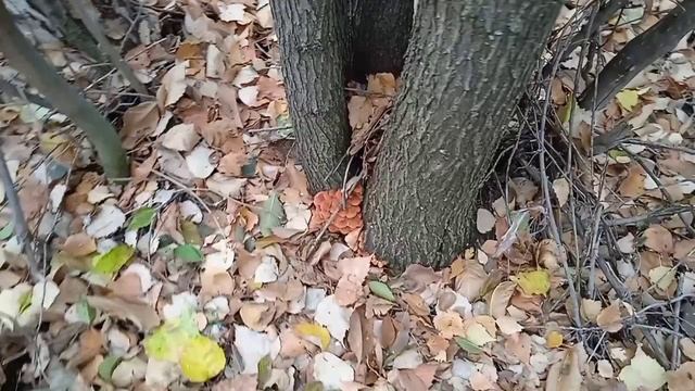 Лирическое отступление. Снова прогулка в лес за грибами.