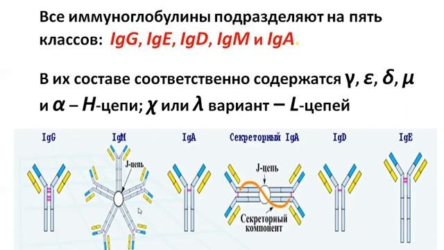 Дегтярева Е.И. Иммуноглобулины