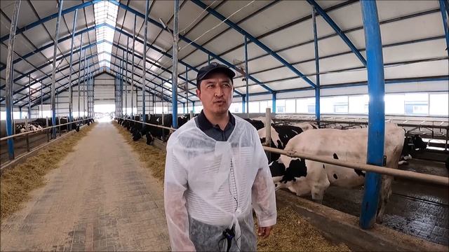 Канат Каримов о линейной оценке животных