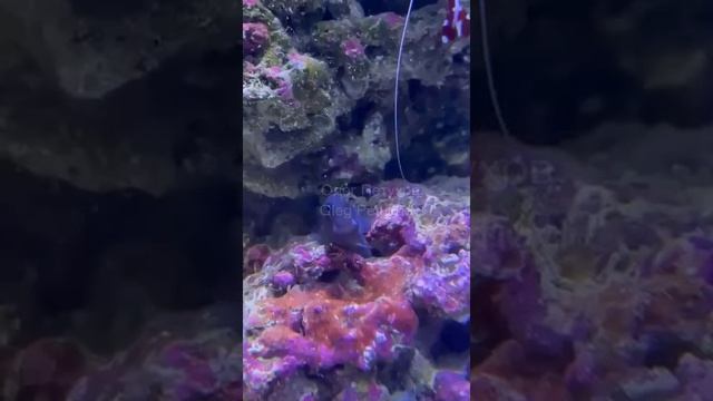 Мальдивы. Maldives. 马尔代夫。