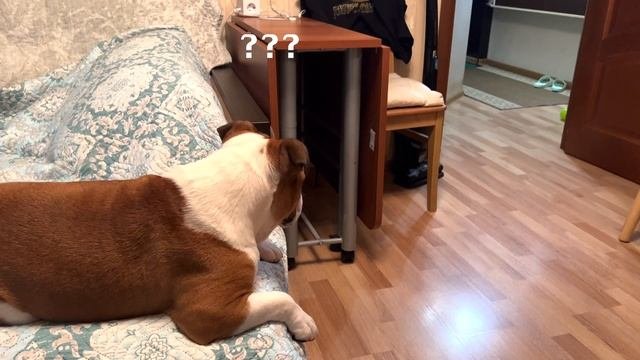 Ловим бобра | ПРИЗРАК ИГРАЕТ В МЯЧ???