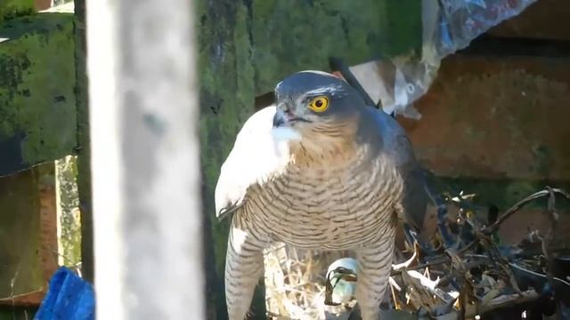 Sparrowhawk