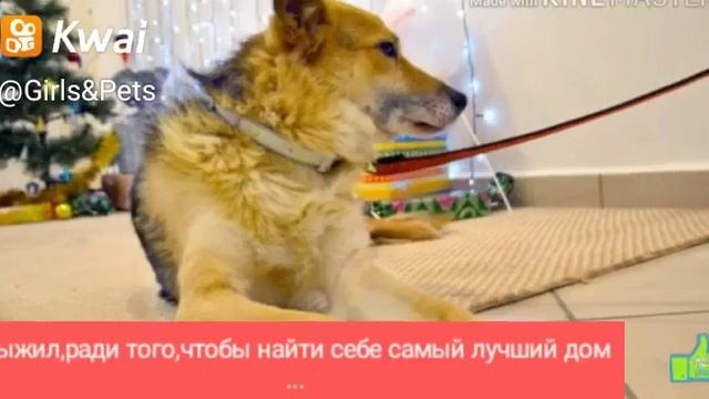 ПЁС ГРЕЙ ИЩЕТ ДОМ!ПЕРМЬ!