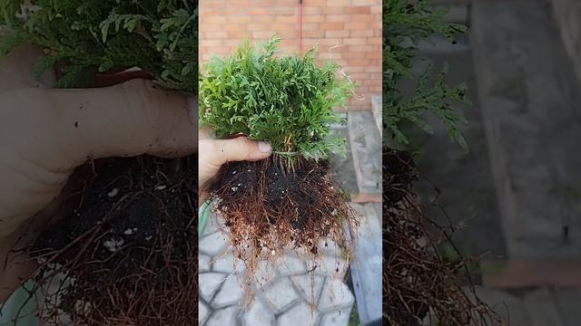 🌲🌳Отправка можевельников, туи в другие города!🌳🌲