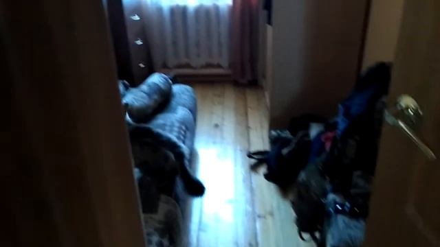 Кот Томас на "рыбалке"