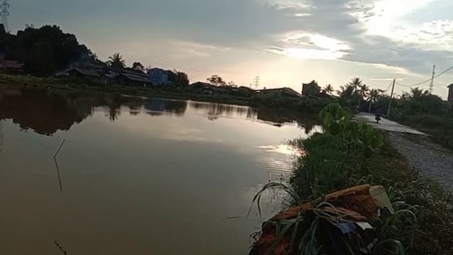 SHIMANO MAJESTIC 6-12lb melengkung narik babon gabus #mancing #castingsnakehead #castinggabus