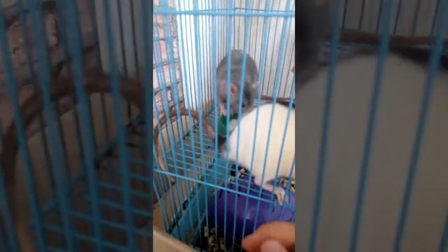 Мои домашние крысы едят кашу