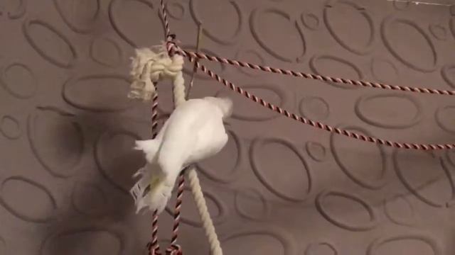 Жажжу маленьке ніньзя - Какаду, гра з паличкою. Ninja -Cockatoo.
