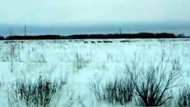 косули на кормежке