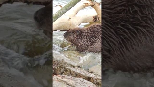 18.05.2021 Бобёр ест кору