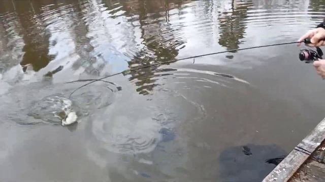 Поимки 15 апреля  Голицыно Fish