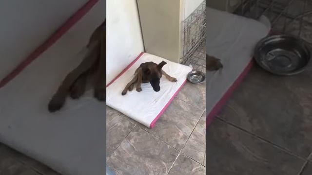 Бублик/ 9 июля/ ловит мух