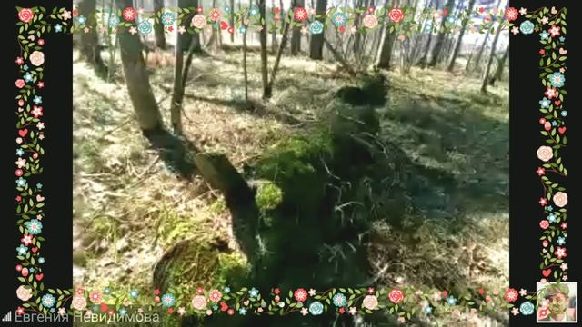 Добрик Дома - онлайн детский сад. Прогулка по лесу.
