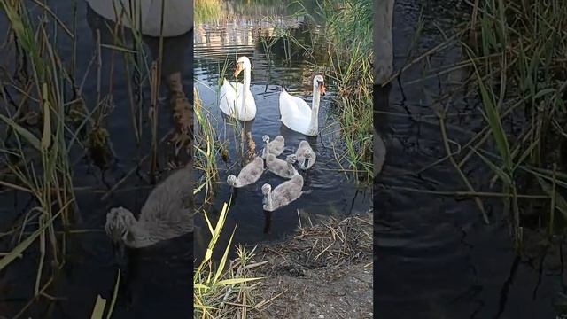 Рыбалка в Анапе #утята