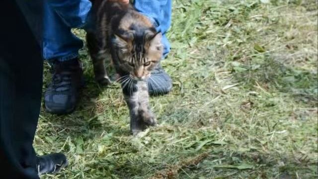 Выставка кошек во Всеволожске
