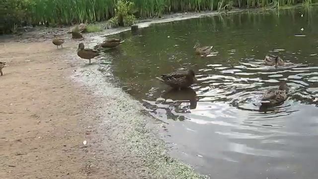 Утки на озере