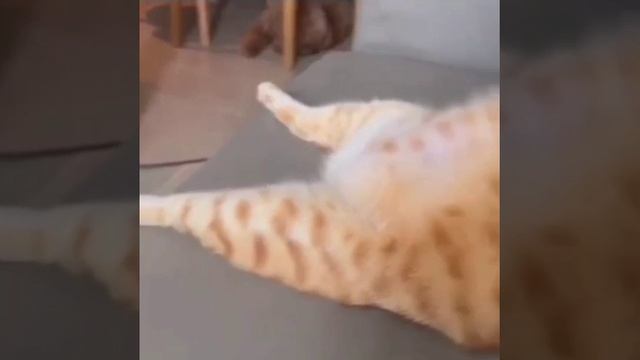 Жизнь по кайфу #прикол #прикольно #юмор #животные #коты #смех #смешно