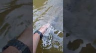 Rainbow Trout from Clearcreek Metro Park