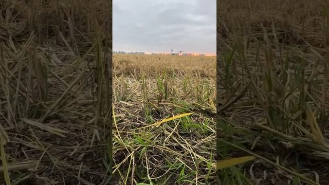 Охота на зайца и разведка вечерки на утку  #hunting #юмор #duckhunting