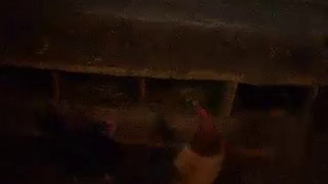 МОЯ МАЛЕНЬКАЯ ФЕРМА 2
