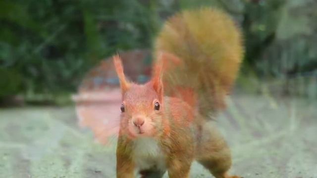 Мой фильм Осенний Павловск