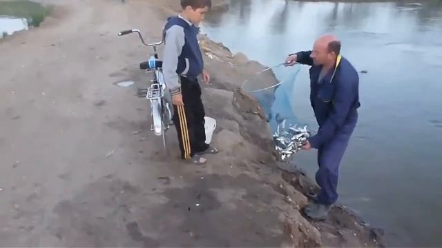 Пруд с большим количеством рыбы