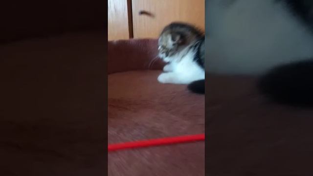 Предлагаются Шотландские котята питомник "Freya" г. Омск. Мальчик   Скоттиш-фолд +7 (904) 585-78-57