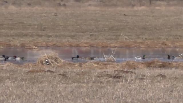 ОГО! СКОЛЬКО УТОК,КУЛИКОВ и ГУСЕЙ Я ТАКОГО ЕЩЁ НЕ ВИДЕЛ.