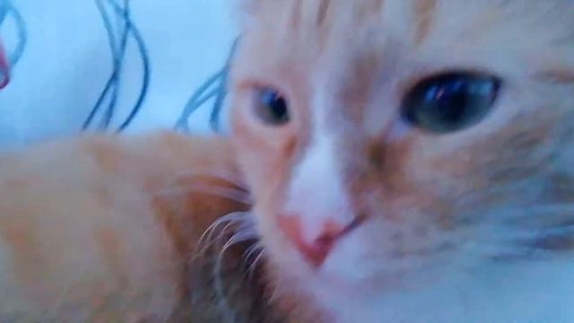 Хозяин не кормит влог кота кузьмы
