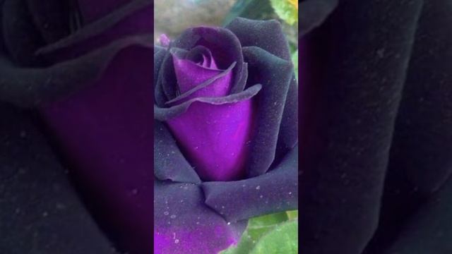 Наталья- Богиня Красоты