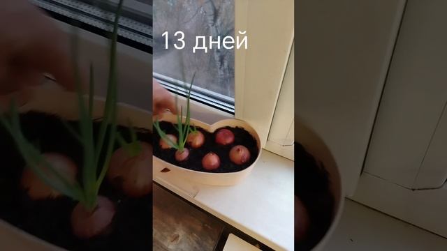 Как растёт лук на подоконнике.mp4