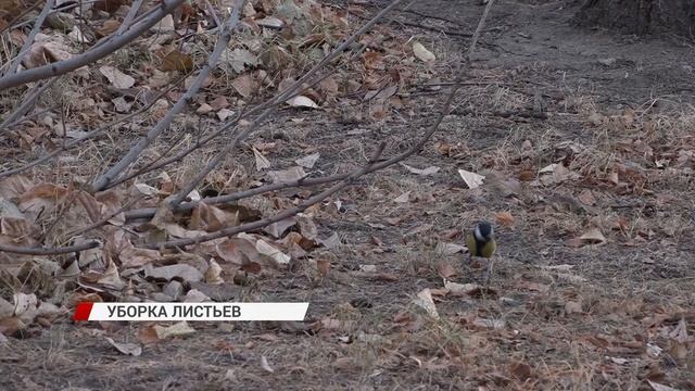 Защита экологии или поддержание порядка?