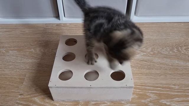 Игрушка-коробка для кошки 🐱
