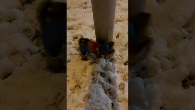 мой йорк ловит бандитов!