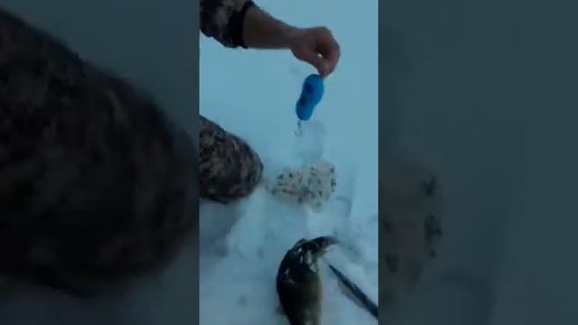 Бомбический окунь!!! Первый лёд 20-21!!!