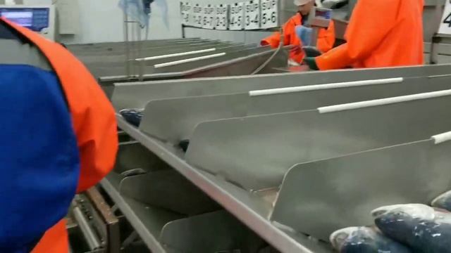 Производство Мурманского Лосося 9