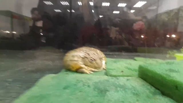 Рептилии в Бресте! Вы только посмотрите на это...