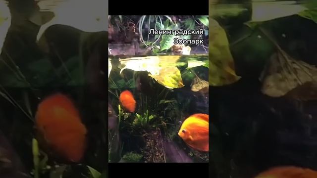 Куда сходить в Питере?!