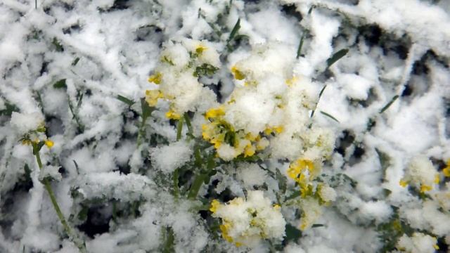 Майский снег